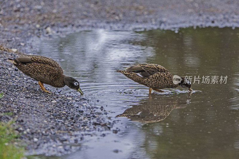 Laysan Duck (Anas laysanensis)，也被称为Laysan Teal，因为它的体积小，是一种濒临灭绝的涉水鸭，夏威夷群岛特有。现在只存活在三个小岛上。Papahānaumokuākea海洋国家纪念碑，